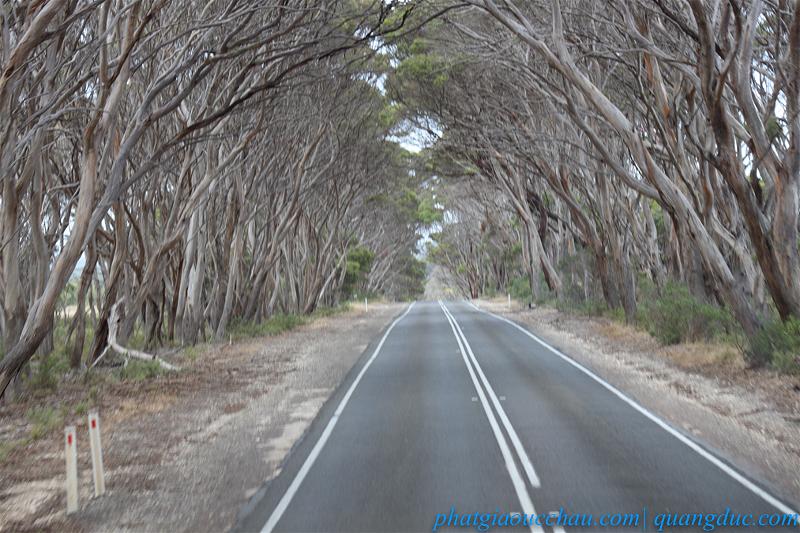 Uy lao Kangaroo Island (29)